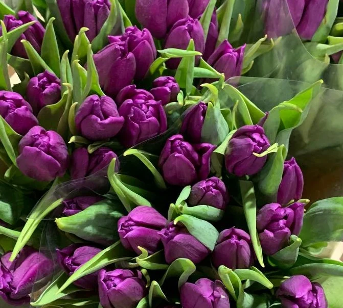 Bukiet fioletowych tulipanów z dostawą niska cena