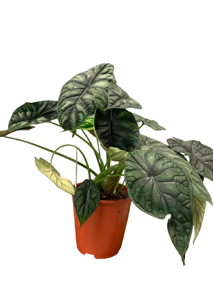 Alokazja dragon scale cena