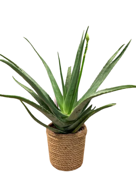 aloes w doniczce – kup w Polsce