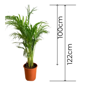 Areca cena Pruszków, ile kosztuje