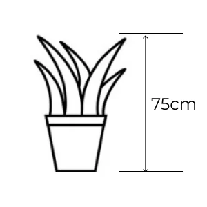 Baner promocyjny – Roślina doniczkowa 75 cm, dekoracja do wnętrz i biur