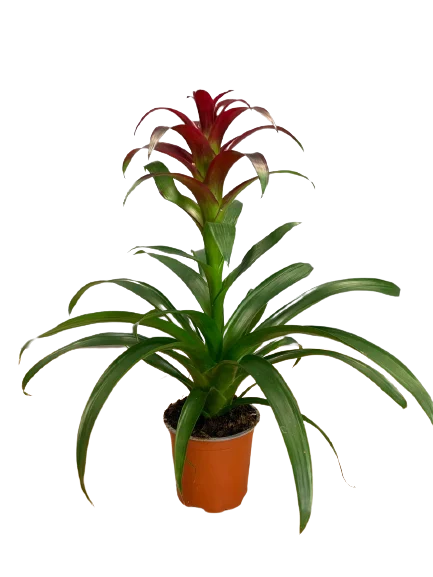 Guzmania doniczkowa kupić z dowozem