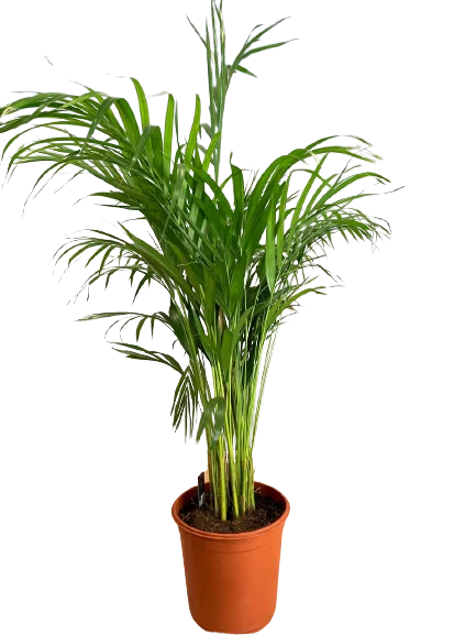 Areca PAlma roślina doniczkowa duża zamóić z dostawą