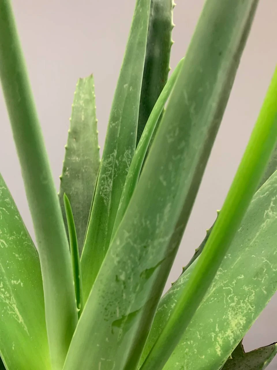 Aloe vera duży