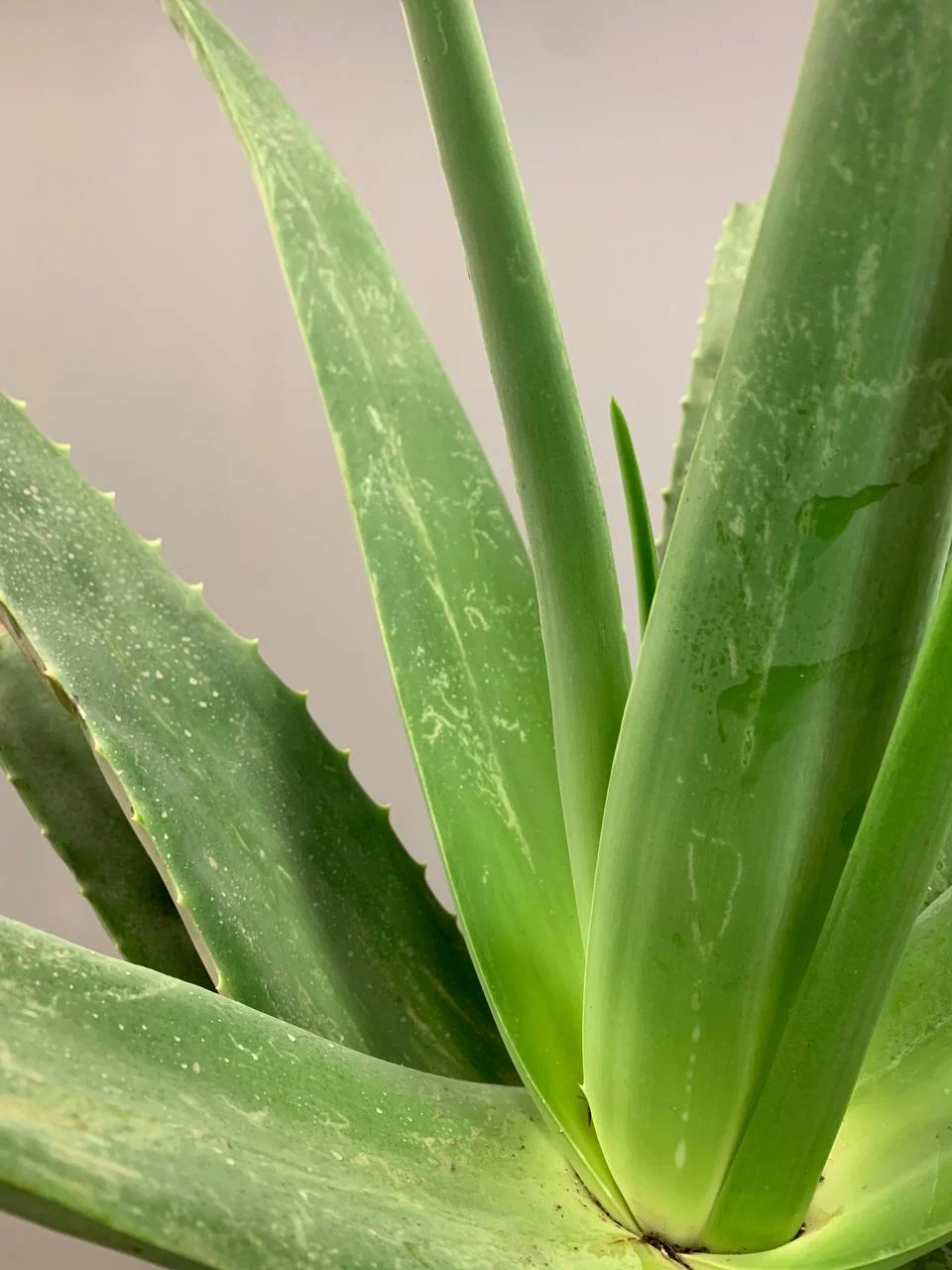 Zamówić aloe vera z dostawą