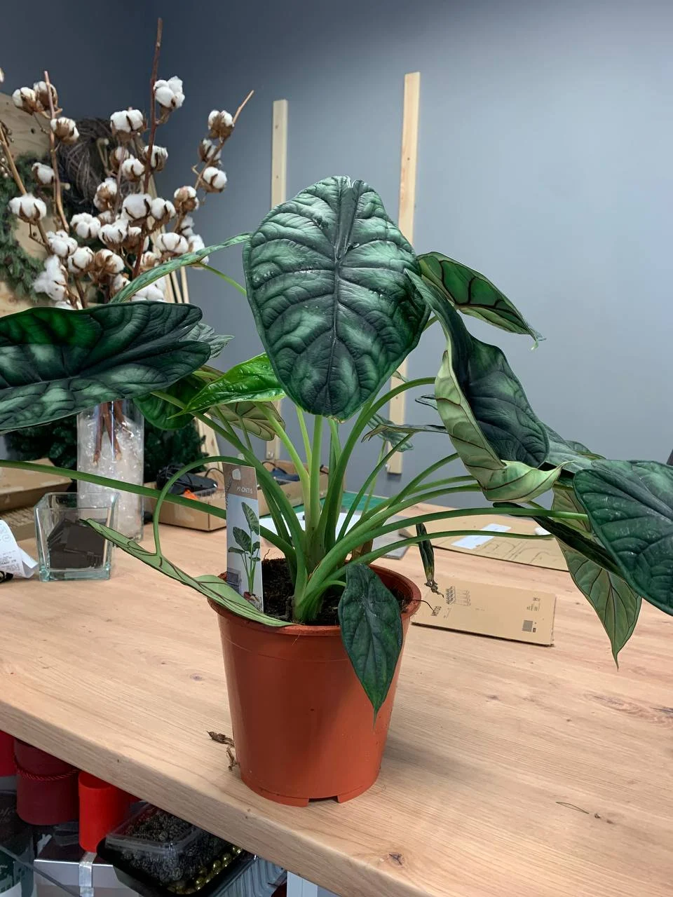 Bukiety, kwiaty doniczkowe, bukiet pogrzebowy, wiązanki, dekorację świąteczne niska cena Brwinów