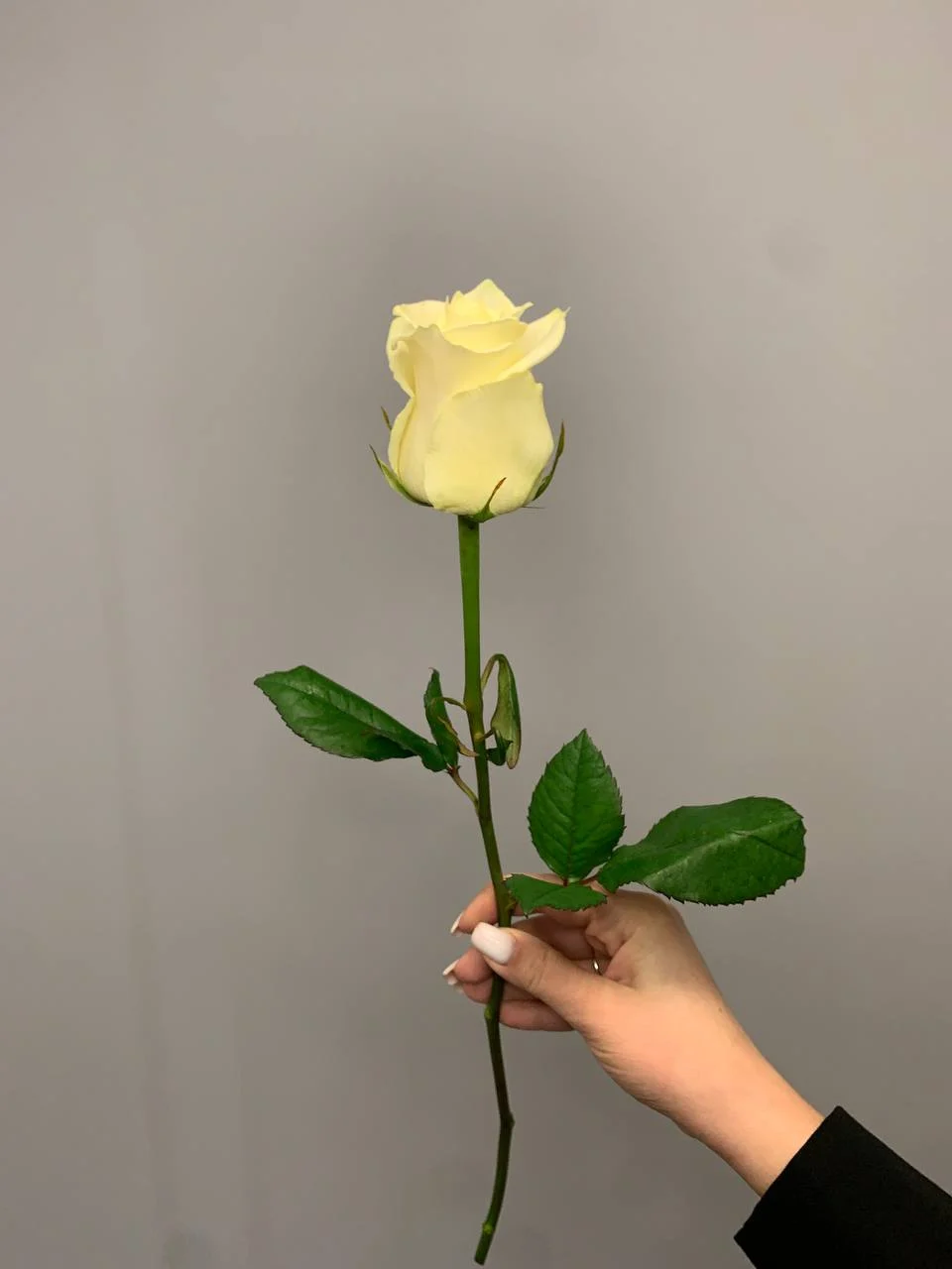 Pojedyncza biała róża na szarym tle