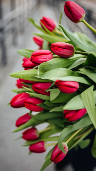 Bukiet czerwonych tulipanów z dostawą niska cena Pruszków