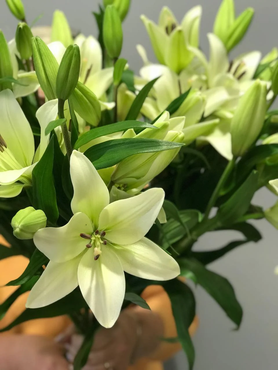 Bukiet białe lilii z dostawą niska cena Pruszków