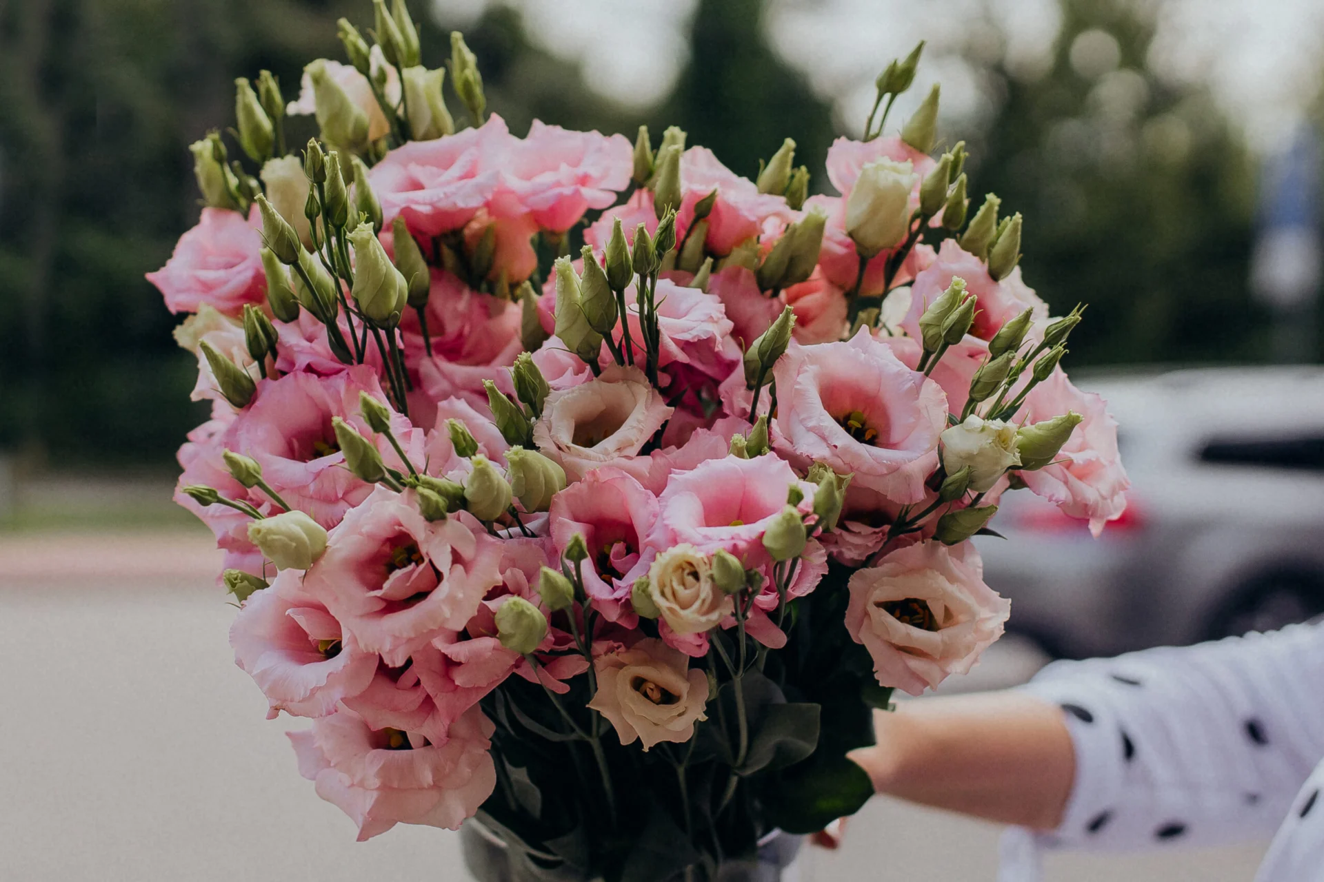 eustoma cięta  w kolorze różowym