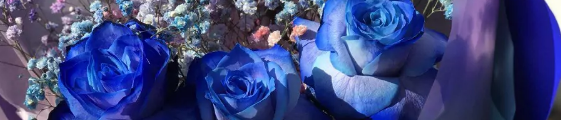Niebieskie róże Błonie