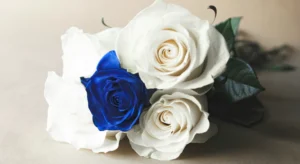 Niebieskie róże Błonie