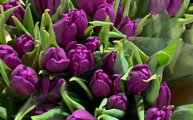 Bukiet fioletowych tulipanów z dostawą niska cena Komorów