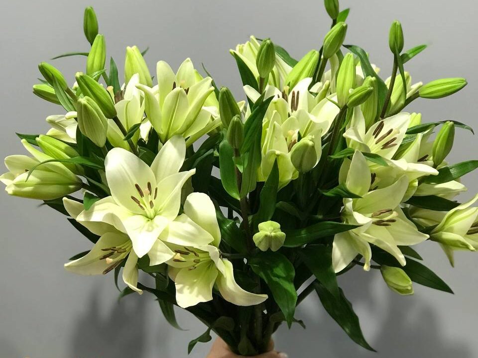 Bukiet białe lilii z dostawą niska cena Grodzisk Mazowiecki