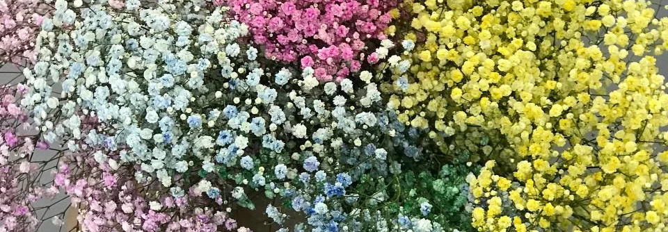 Bukiet z gipsówki Żyrardów