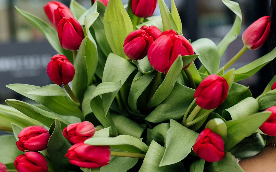 Bukiet czerwonych tulipanów z dostawą niska cena Brwinów