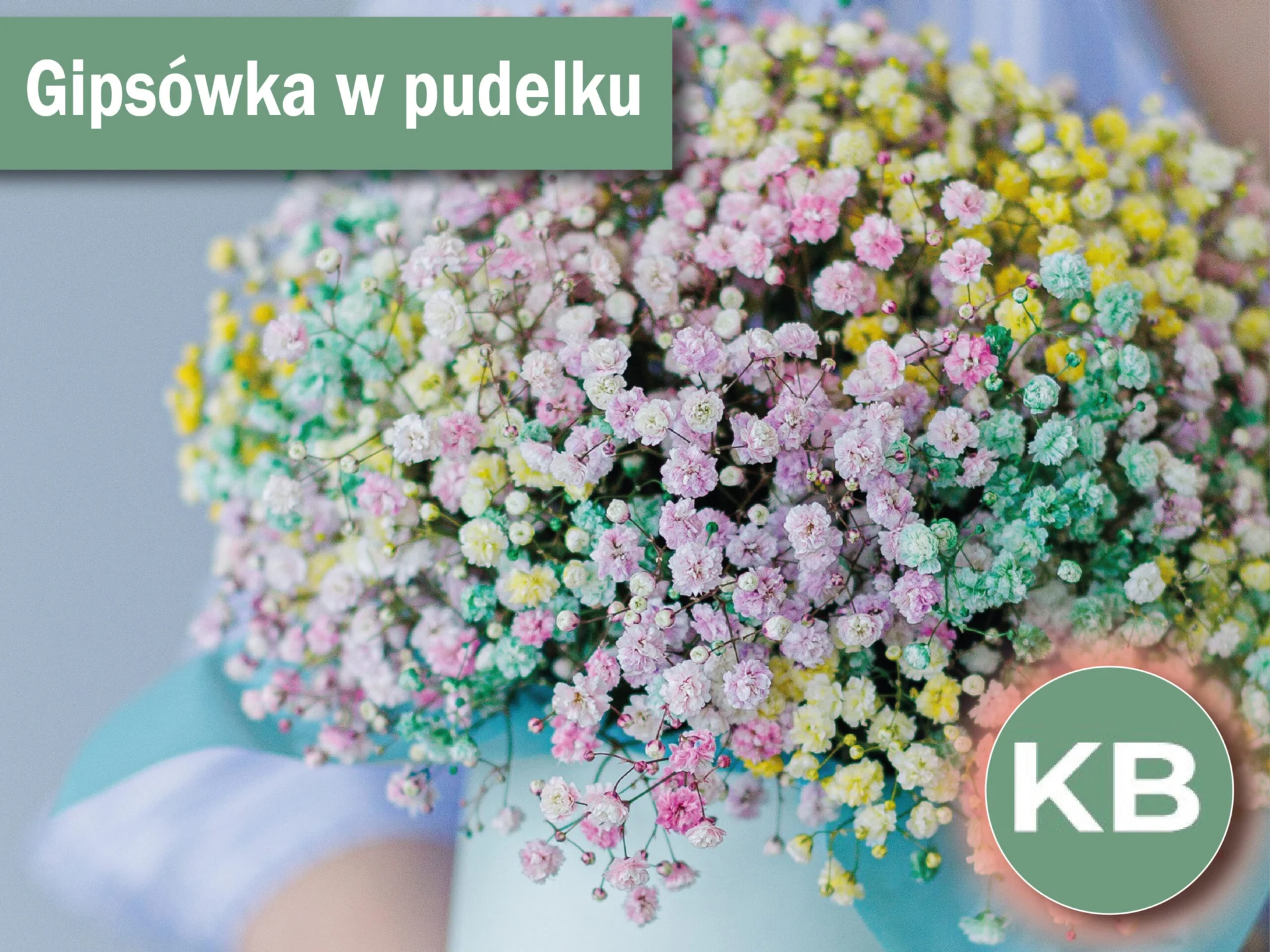 Gipsówka w różnych kolorach w wazonie