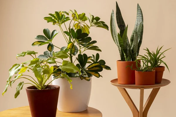 Rośliny wieloletnie na prezent – jakie wybrać?