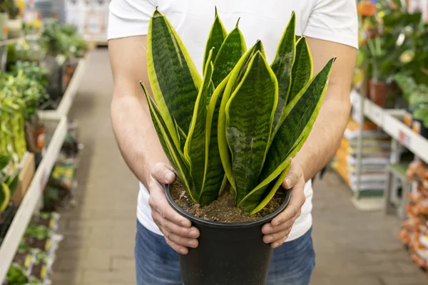 Sansewieria w doniczce