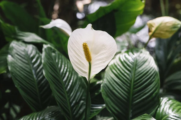Spatifilum – te rośliny występują zarówno w formie miniaturowej, jak i w postaci gigantów.