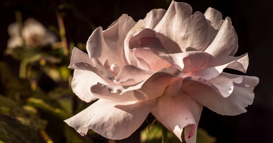 Znaczenie róży: symbolika róży w kulturze i sztuce na przestrzeni wieków