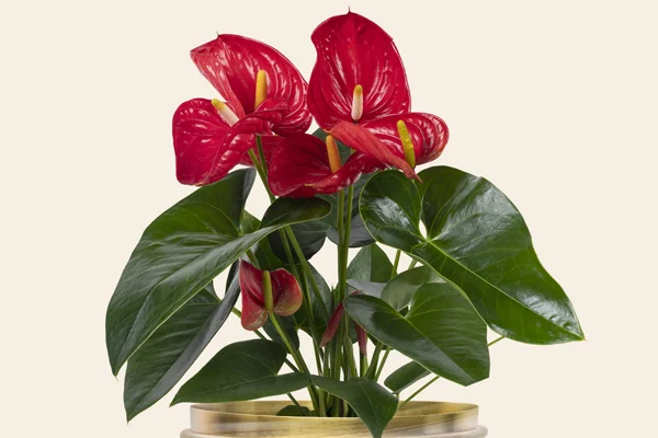 Najlepsze rośliny doniczkowe na prezent – ranking top 5