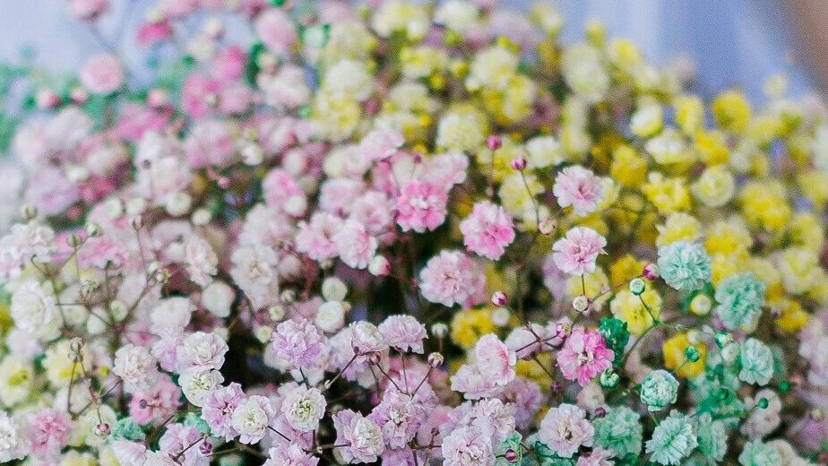 Kolorowa gipsówka w pudełku