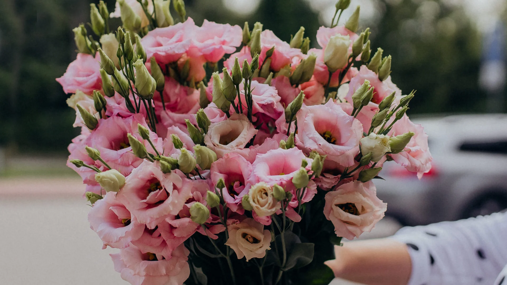 Eustoma cięta – Świeża eustoma do drzwi.