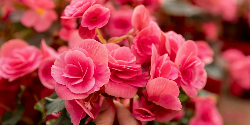 Begonia – ozdoba balkonowych kompozycji