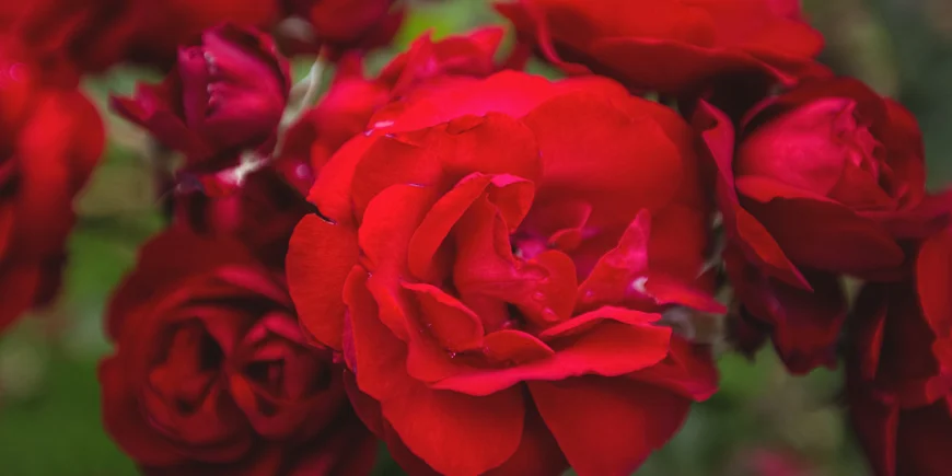 Czerwona begonia w ogrodzie