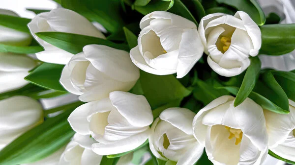 Delikatne białe tulipany.