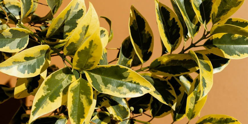 Pstre liście fikusa.