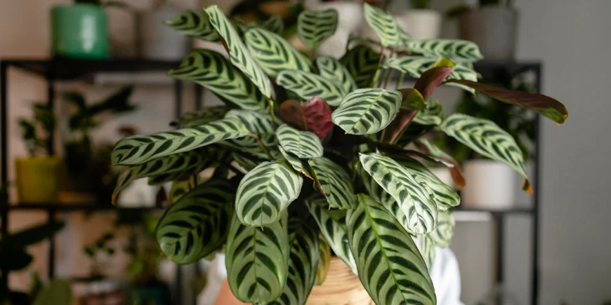 Paskowane liście kalatei.