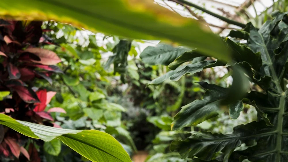 Najpiękniejsze kwiaty do zimowego ogrodu