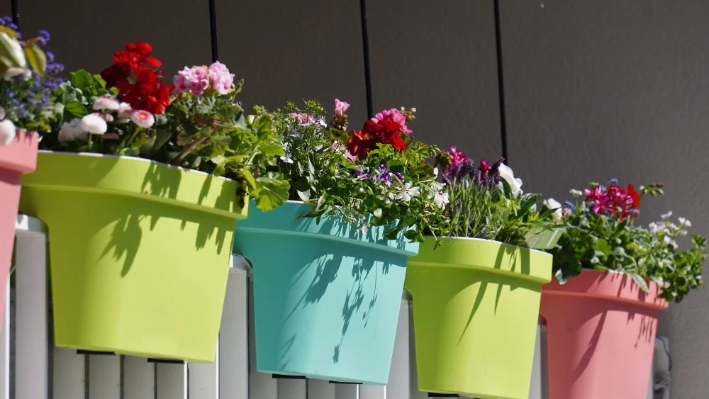 Komnatne kwiaty na balkon