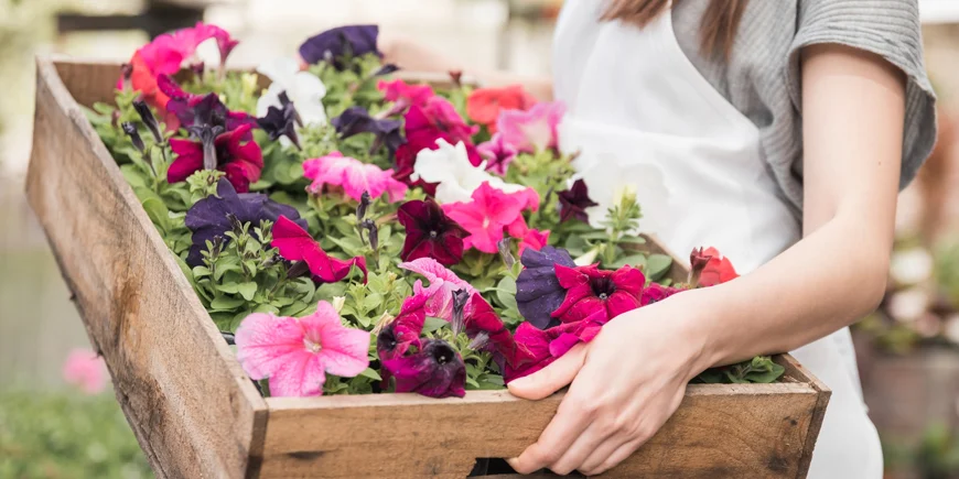 Wielokolorowa petunia w doniczkach