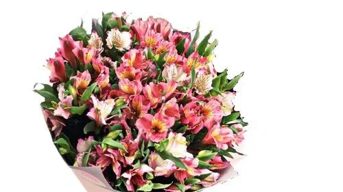 Alstremerie – duży bukiet