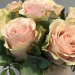 Różowe róże w eleganckiej pudełku