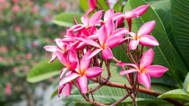 Plumeria — symbol tropików