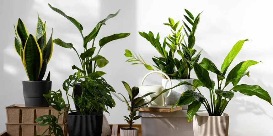 Top 5 roślin doniczkowych