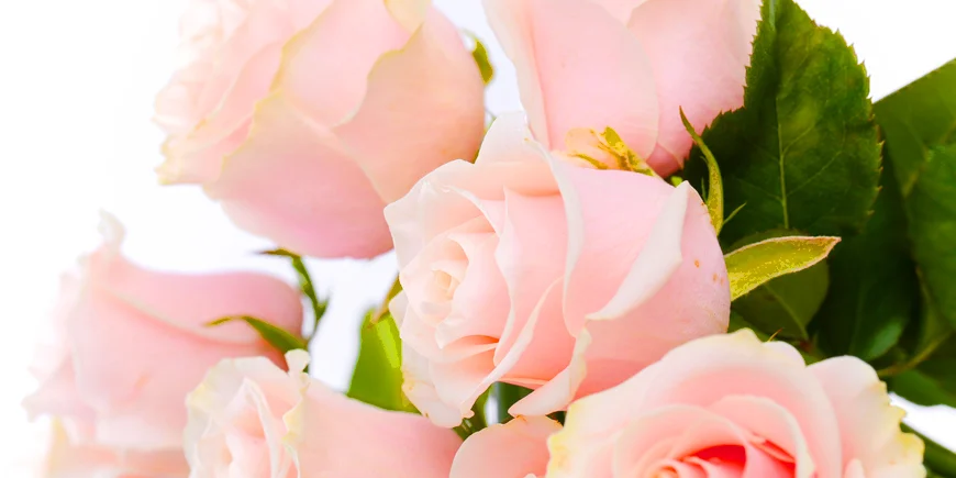 Róże a święta: Jak róże są związane z Dniem Kobiet, Walentynkami, Dniem Matki i innymi datami