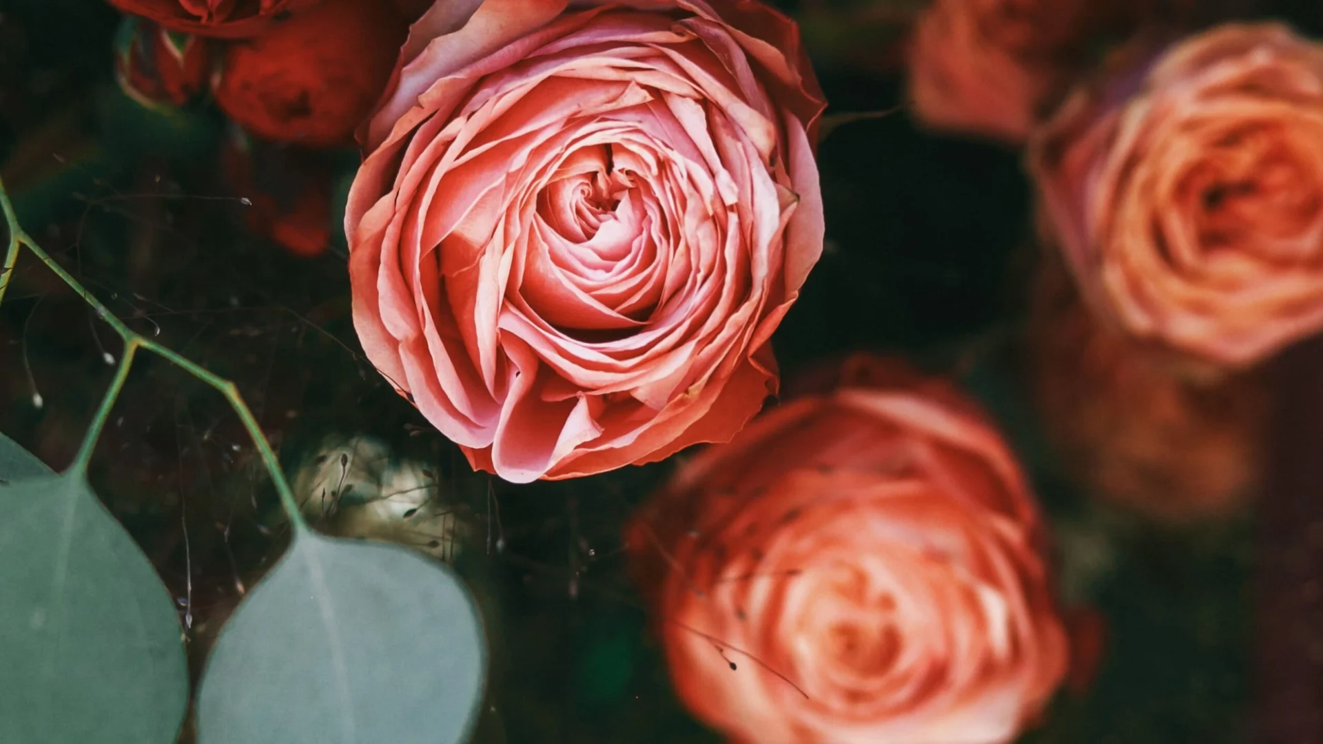 Najlepsze bukiety róż dla starszego pokolenia