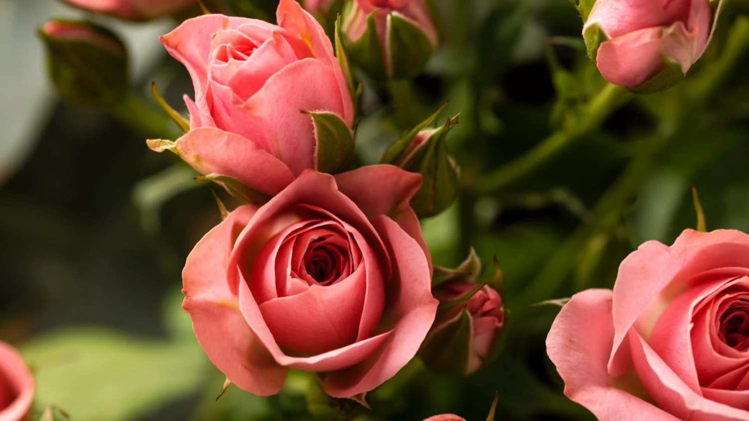 Jak dbać o róże w ogrodzie