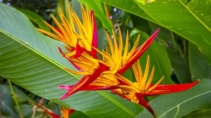 Strelicja – wspaniały, jaskrawy przedstawiciel tropików