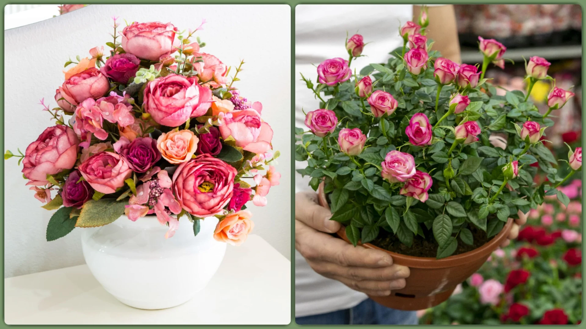 Bukiet róż i róże w doniczce