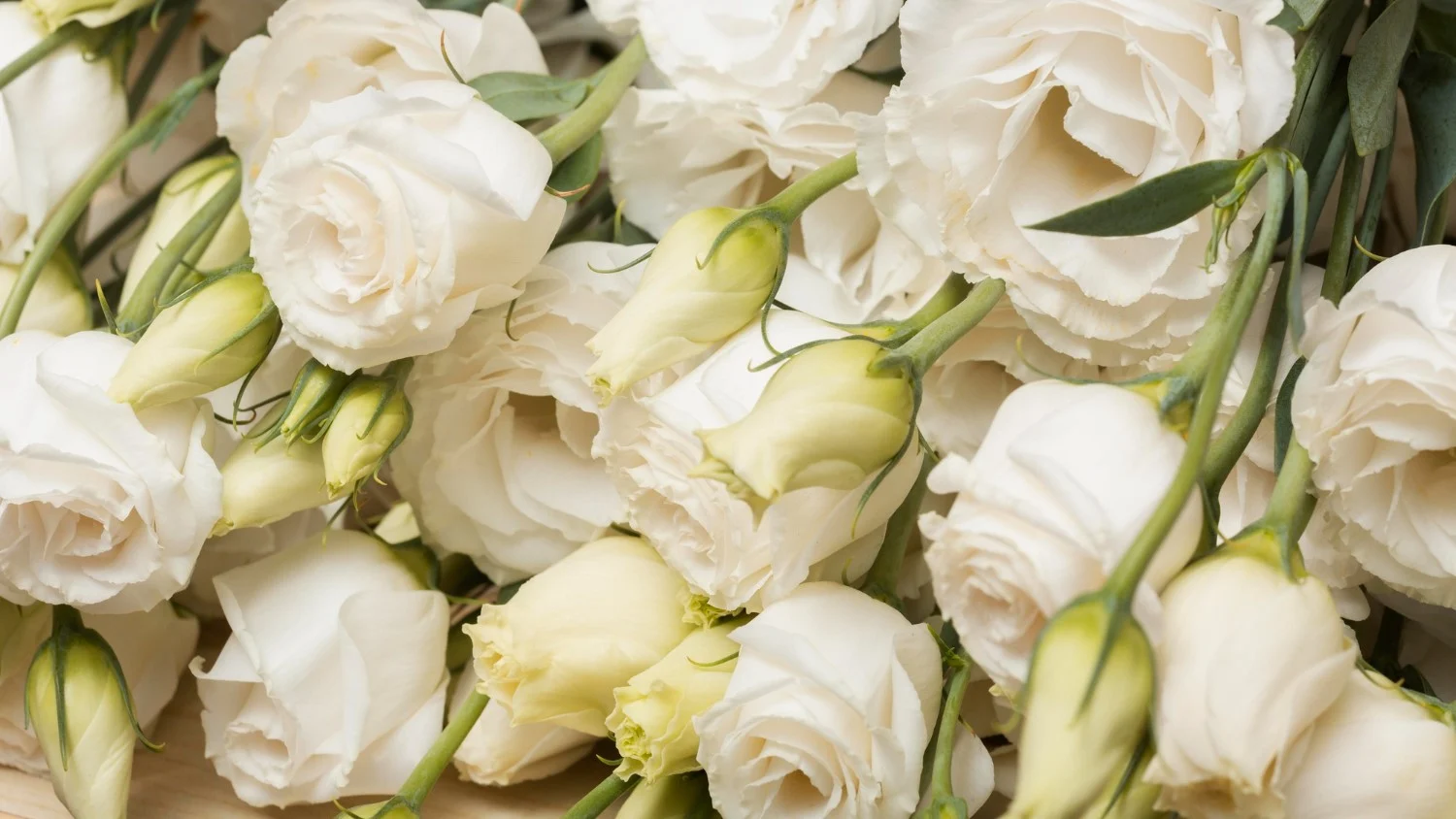 Bukiet białej eustomy.