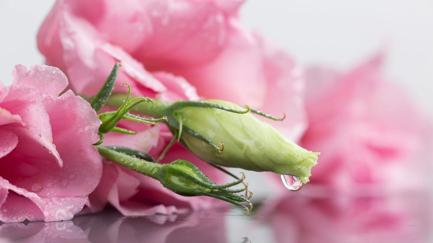 Pąk róży z kroplą rosy