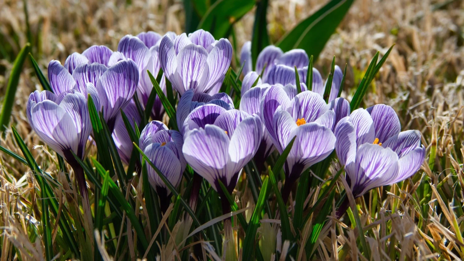 Kwitnienie krokusów