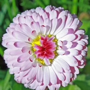 Różowa stokrotka na zielonym tle