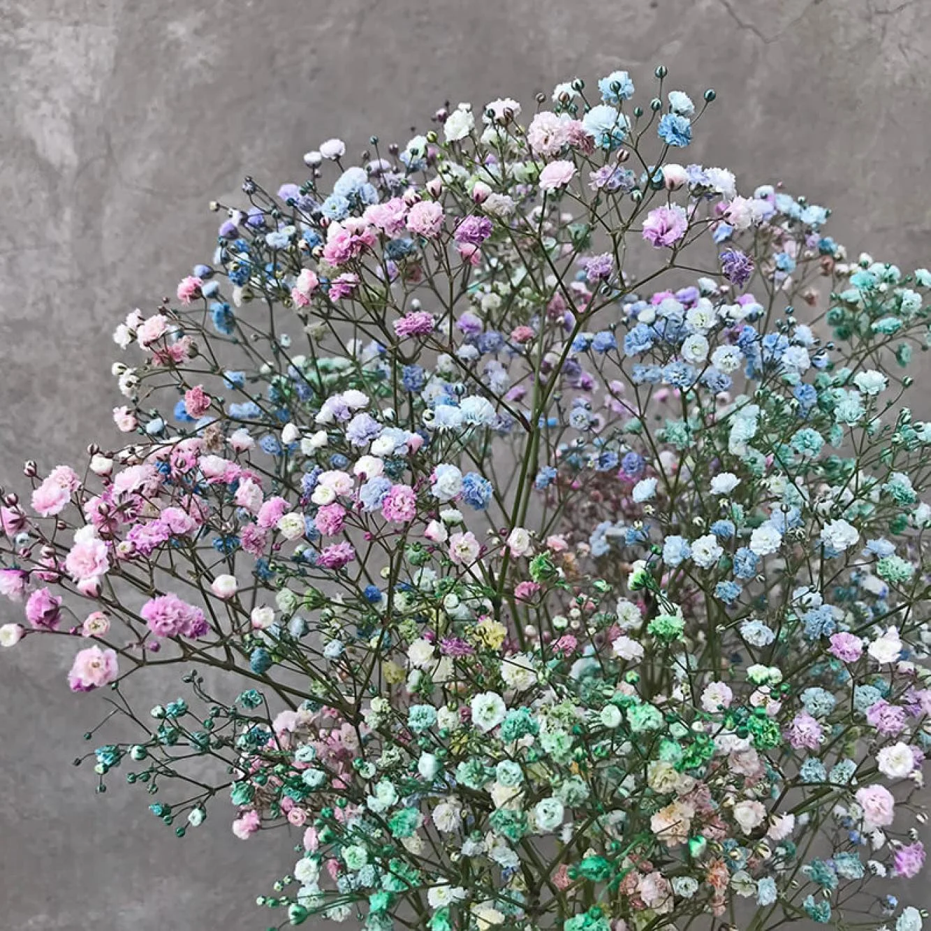 Kolorowa gipsówka na szarym tle